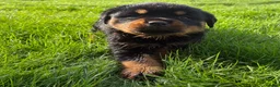 Rottweiler dogs for sale: 🏆🐾 5STAR BREEDERS🐾🏆KC REG girl and boys 💖💙 - Advert 27