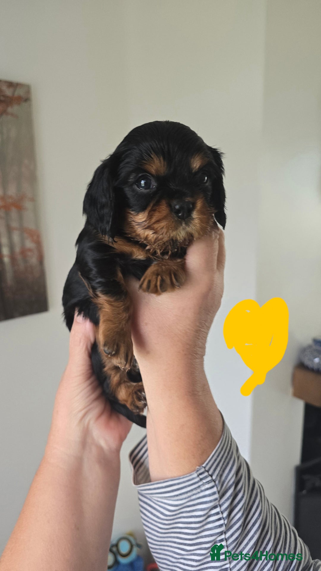Cavalier King Charles Spaniel dogs for sale: Gorgeous  Cavalier King Charles  Puppies forsale . - Image 8