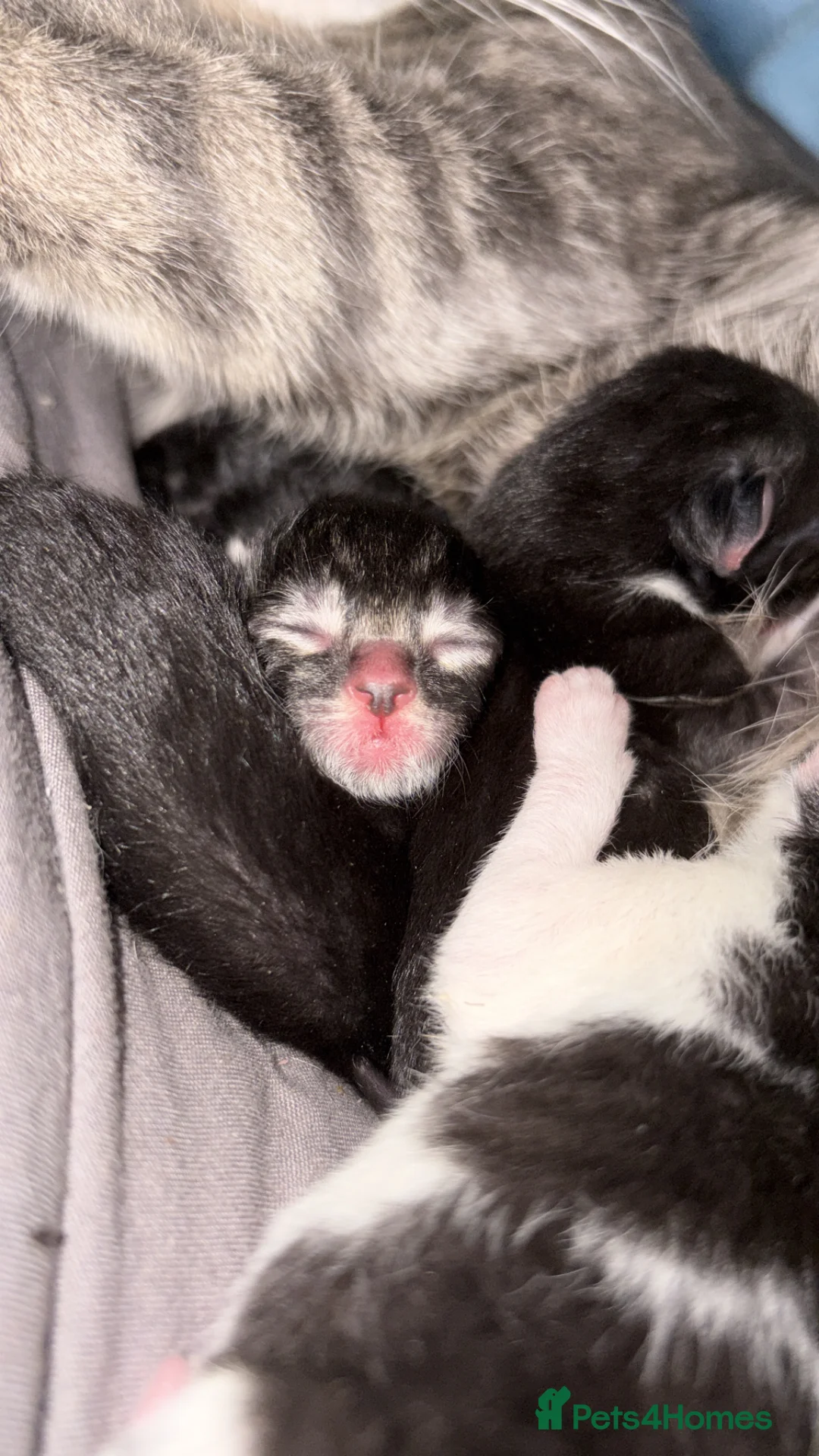 Mixed Breed cats for sale: Kittens ready for there new homes 23rd June❤️ in Gillingham - Advert 10