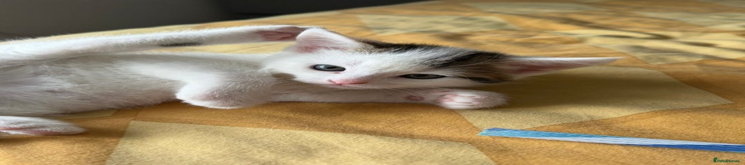 Domestic Shorthair Kitten 3