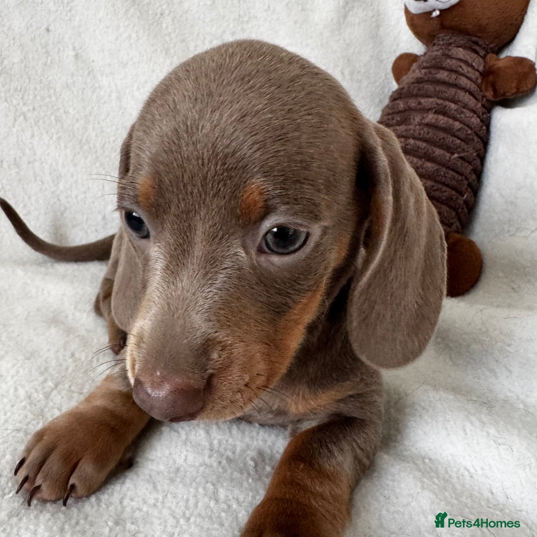 Dachshund dogs for sale: Mini smooth coat dachshunds  - Advert 6