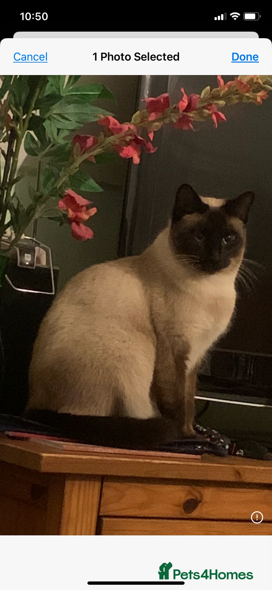 Bengal cats for sale: Female Netured Siamese  - Advert 1