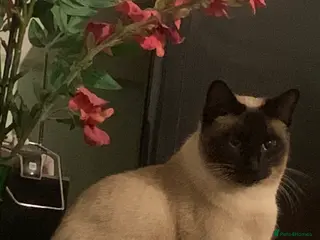 Bengal cats Female Netured Siamese - Advert 1