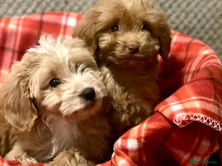 Cockapoo dogs Adorable cockapoo pups - Advert 4