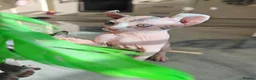 Sphynx cats for sale: Sphynx elf kittens for sale. Rare Calico girls.  - Advert 15