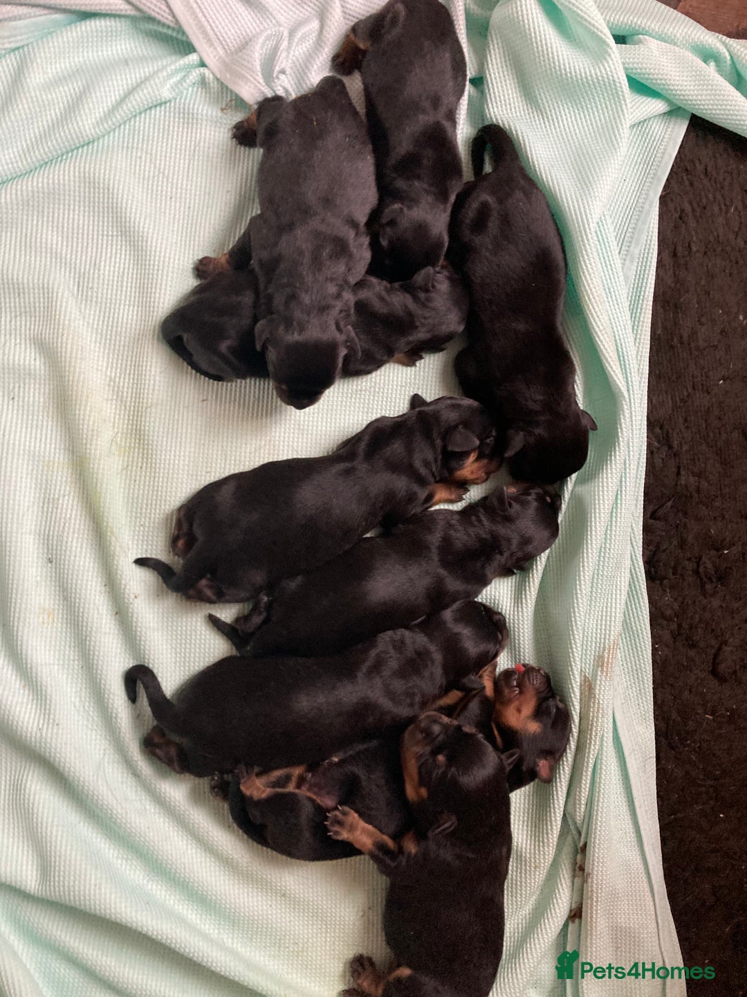 Rottweiler dogs for sale: Rottweiler  - Advert 11