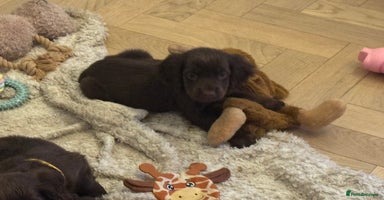 Cocker Spaniel dogs - Advert 5