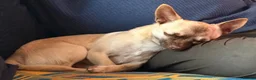 Chihuahua dogs for sale: Male Chihuahua 13 months old - Advert 6