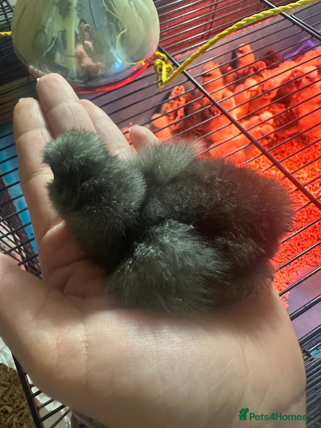 Chickens poultry for sale: Silkie chicks - Advert 10