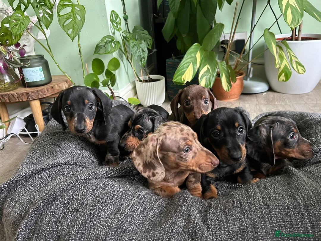 Dachshund dogs for sale: Full Pedigree Dachshund ❤️🧡💚🩵 - Advert 19