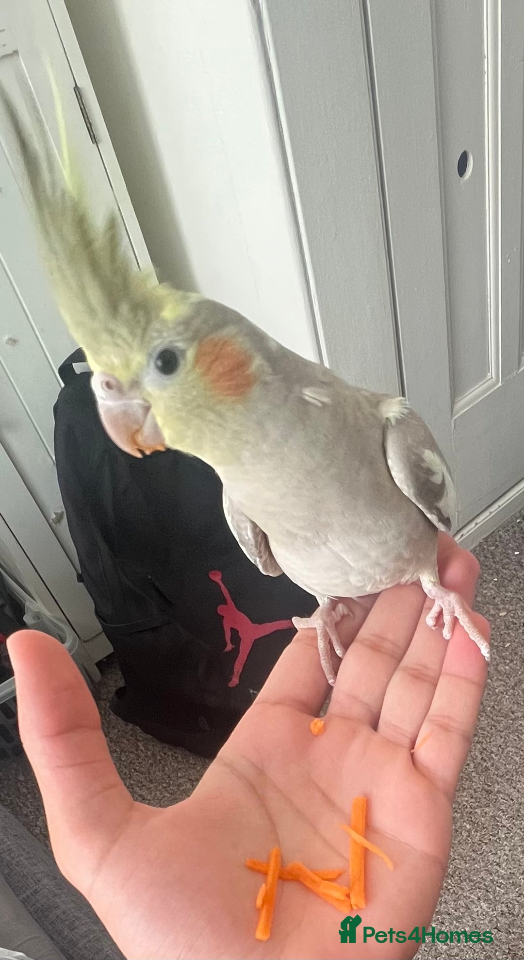 Cockatiels birds for sale: Cockatiel  - Image 2