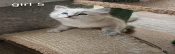 Ragdoll cats for sale: 6 beautiful pedigree kittens - Advert 6