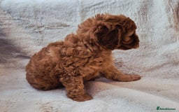 Cavapoo dogs for sale: F1bb extensively health tested caverpoo pups  - Advert 10