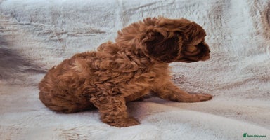 Cavapoo dogs - Advert 3