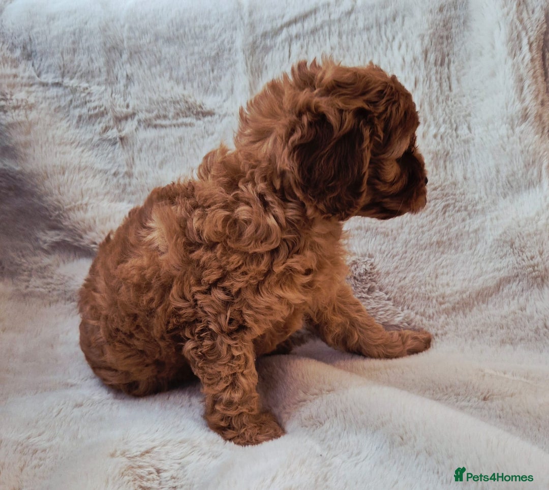 Cavapoo dogs for sale: F1bb extensively health tested caverpoo pups  - Advert 10