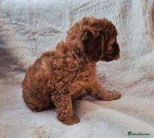 Cavapoo dogs - Advert 2