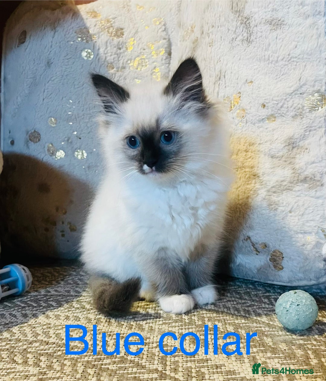 Ragdoll cats for sale: Ragdoll kittens ready 28th Jan  - Advert 4