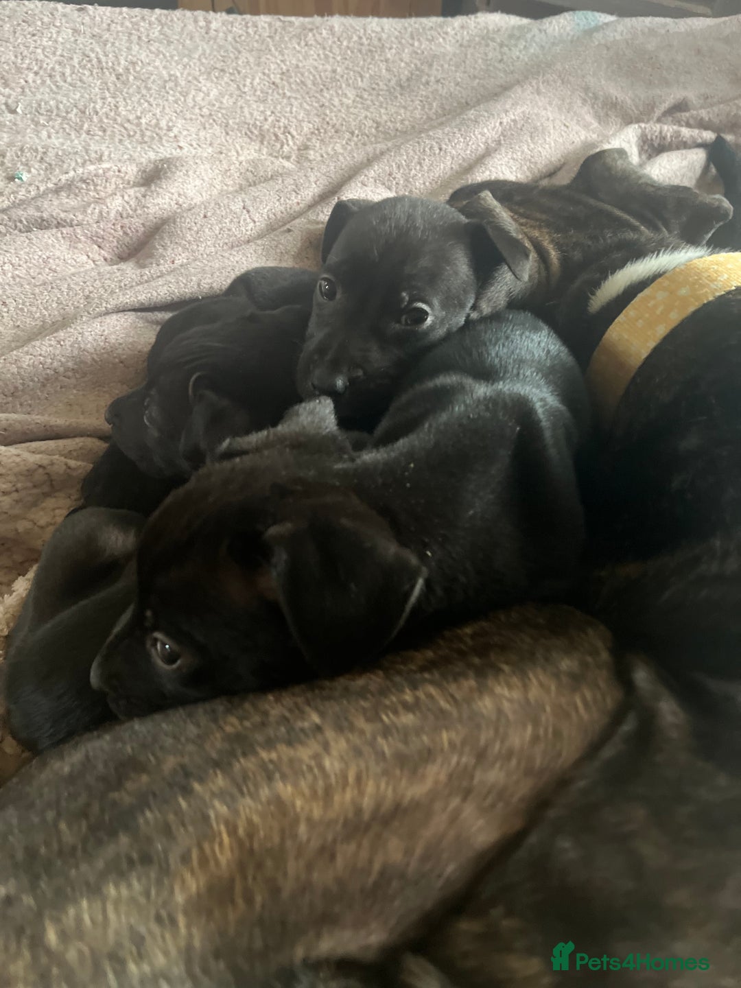 Mixed Breed dogs for sale: Pups for sale - Image 3
