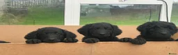 Goldendoodle dogs for sale: Stunning Goldendoodle Puppies - Advert 17