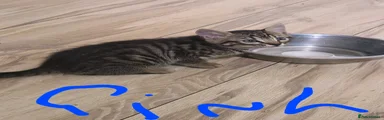 Bengal Kitten 3