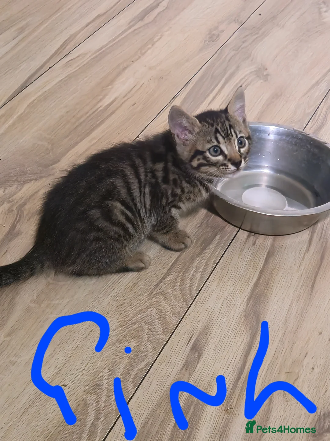Bengal cats for sale: Bengal kittens ready to leave now! - Advert 15