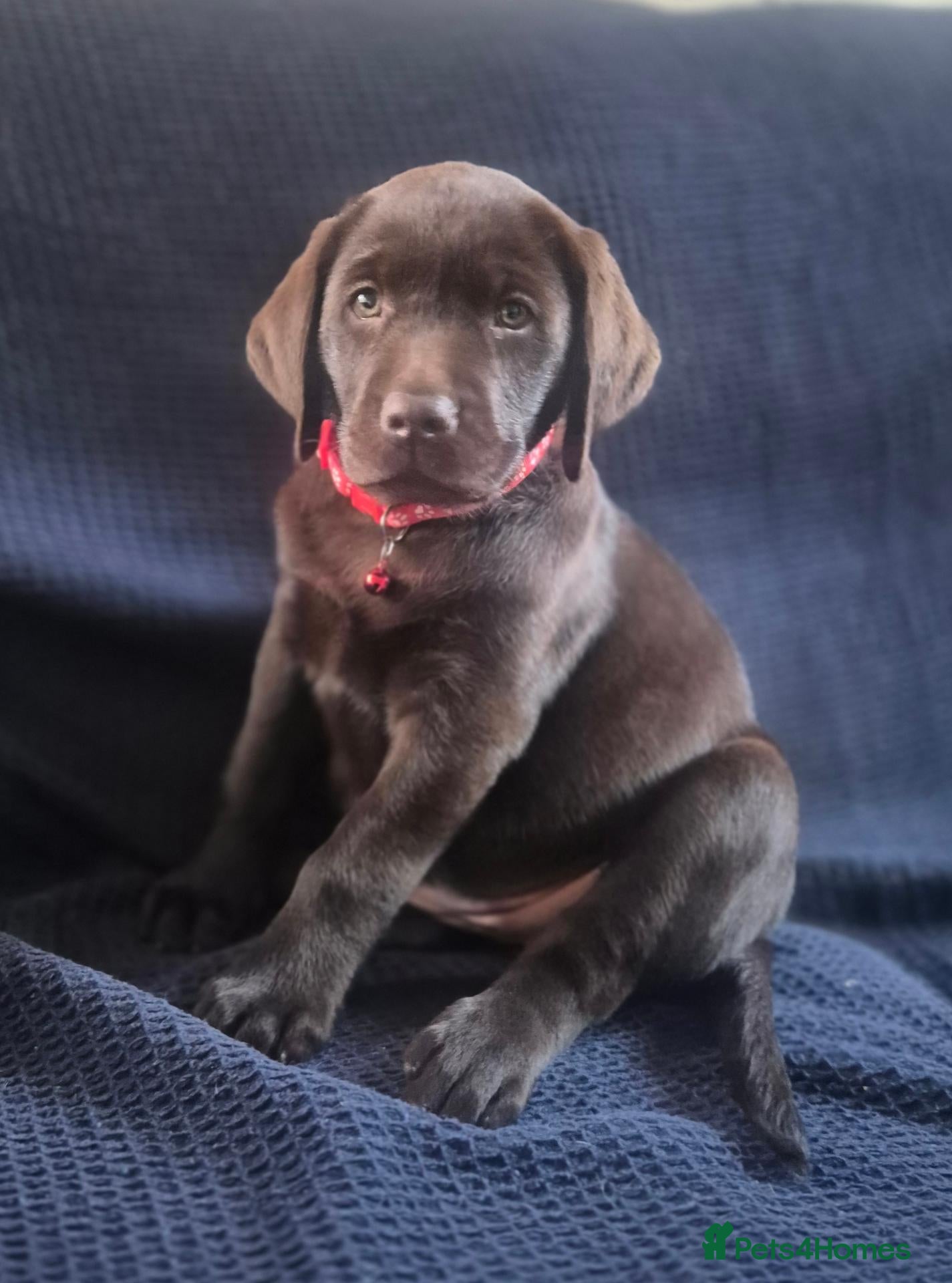 Labrador Retriever dogs Quality Chunky KC reg pups - Health Tested Parents - Advert 1