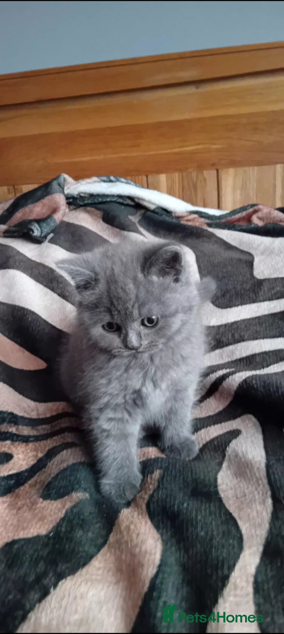 British Shorthair cats for sale: Gorgeous British Blue Shorthair Kittens - Advert 2
