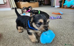 Jackapoo dogs for sale: Jackapoo Puppies - Image 6