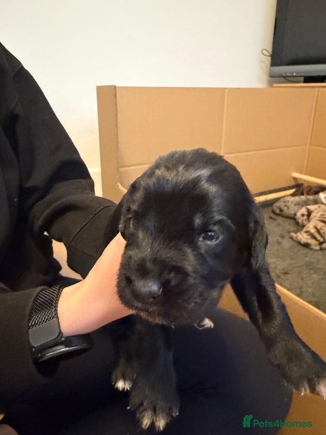 Sprollie dogs for sale: 6 Male Sprollies For Sale - Advert 2