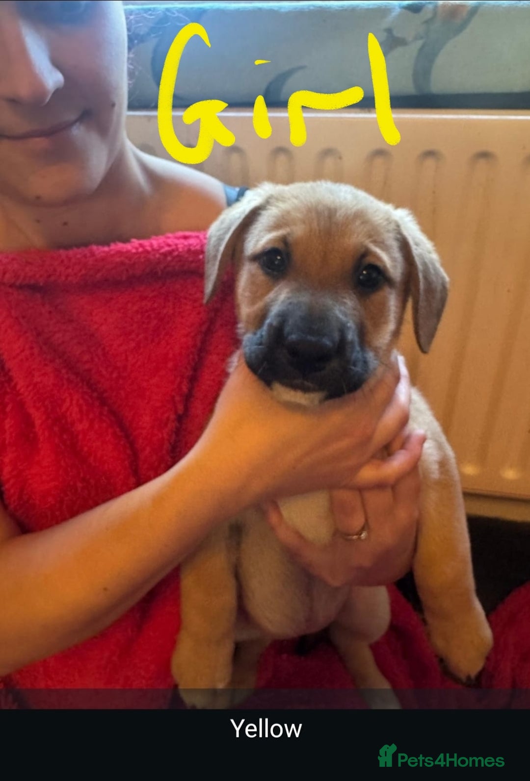 Mixed Breed dogs for sale: Available now! Mastiff / German Shephard puppies  - Advert 16