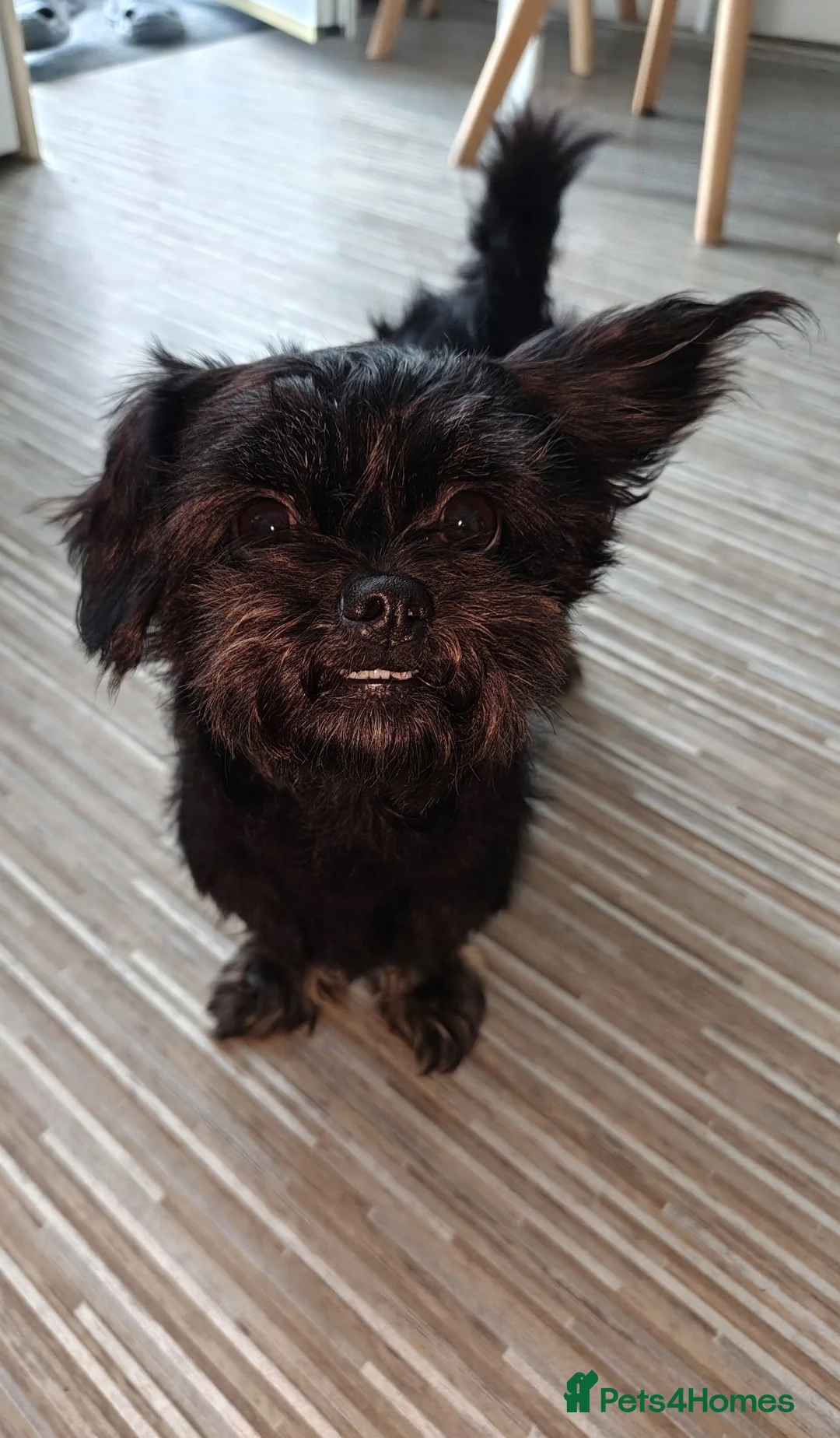 Mixed Breed dogs for sale: Shiffon Girl Looking for a Loving Forever Home - Advert 6