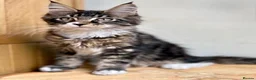 Maine Coon cats for sale: Beautiful Maine Coon kittens - Advert 19