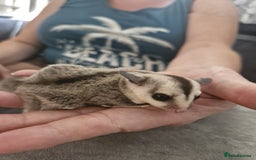 Sugar Glider rodents for sale: Breeding pair of  sugar gliders ready 13th sept   - Image 28