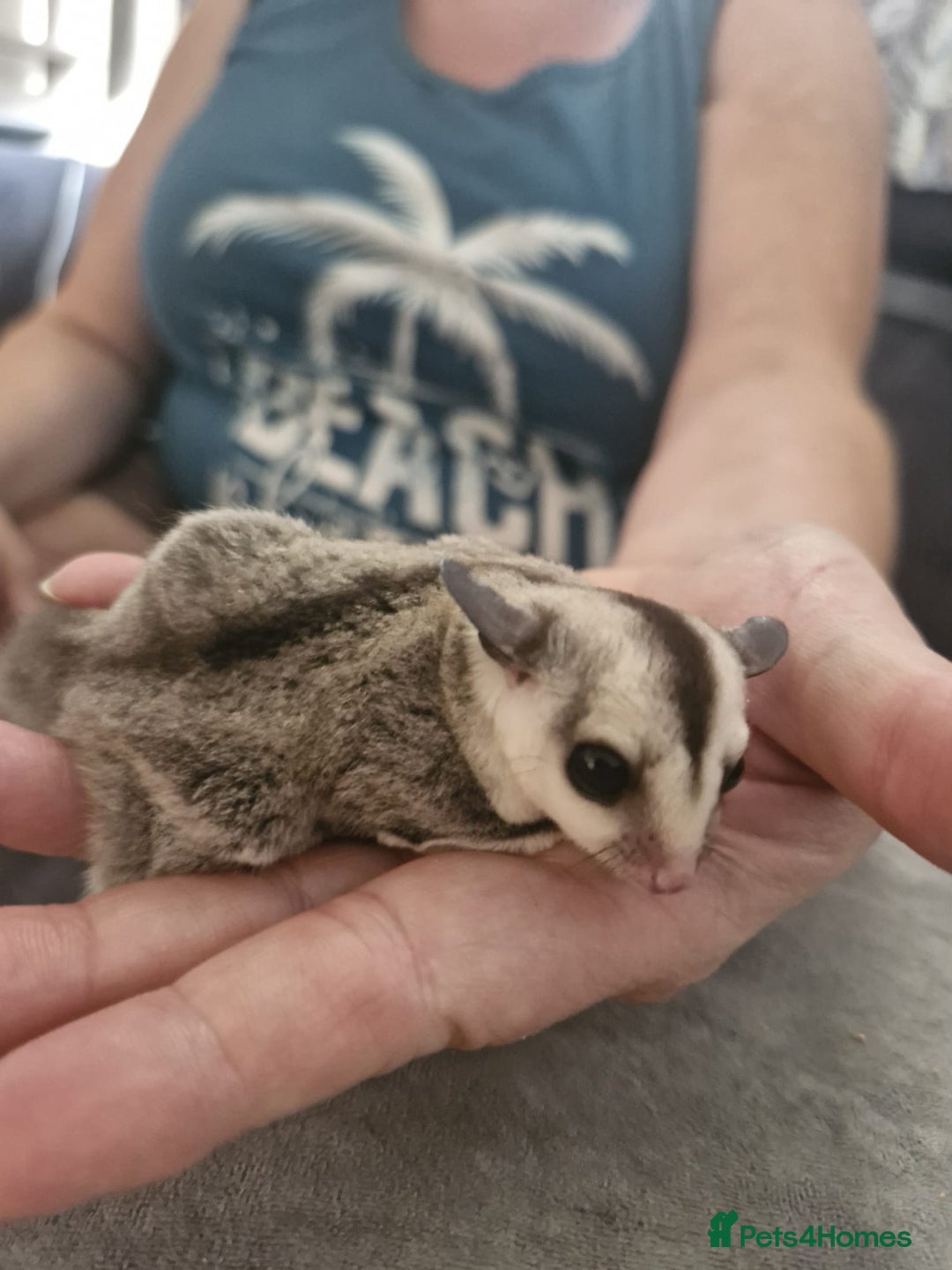Sugar Glider rodents for sale: Breeding pair of  sugar gliders ready 13th sept   - Image 28