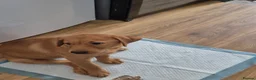 Labrador Retriever dogs for sale: Labrodor retriever kc REDUCE GIRL 1 left - Advert 5