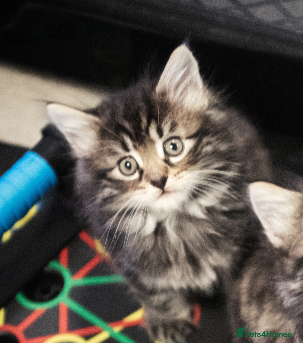 Mixed Breed cats Beautiful Fluffy Kittens Ready to Go Now - Advert 1