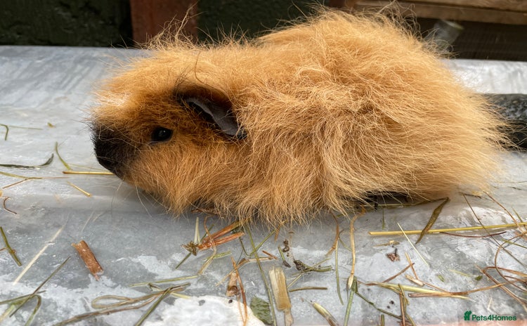 Guinea Pig rodents - Advert 5