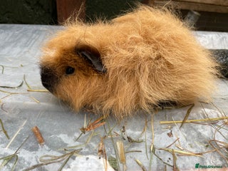 Guinea Pig rodents - Advert 14