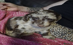 Mixed Breed dogs for sale: Stunning chocolate merle sproodles - Image 7