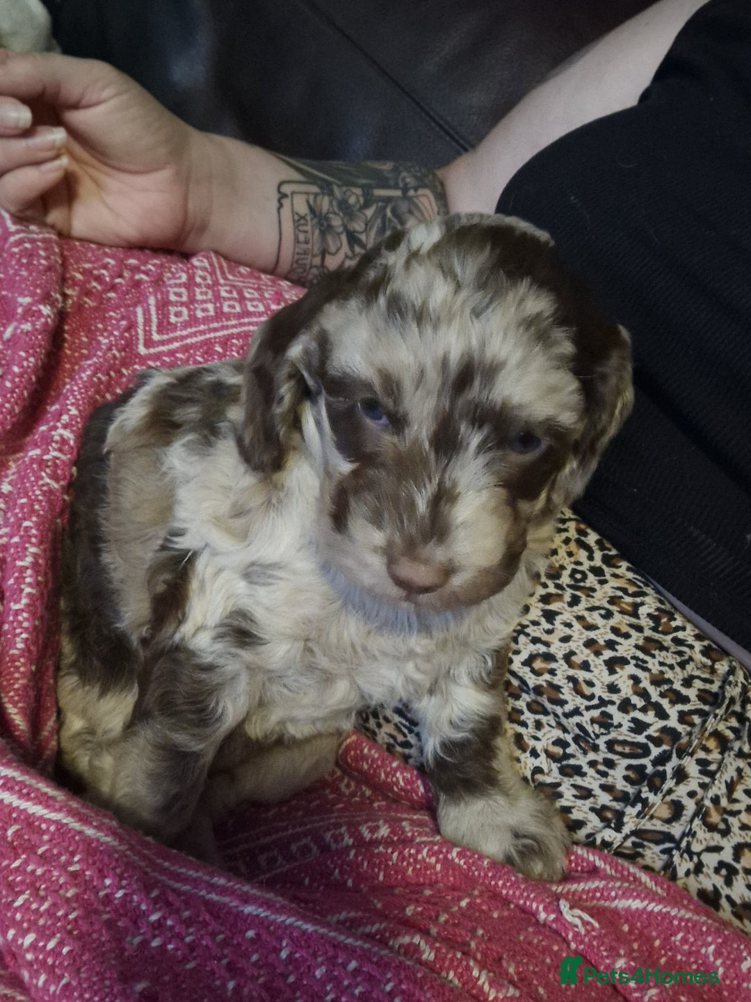 Mixed Breed dogs for sale: Stunning chocolate merle sproodles - Image 7