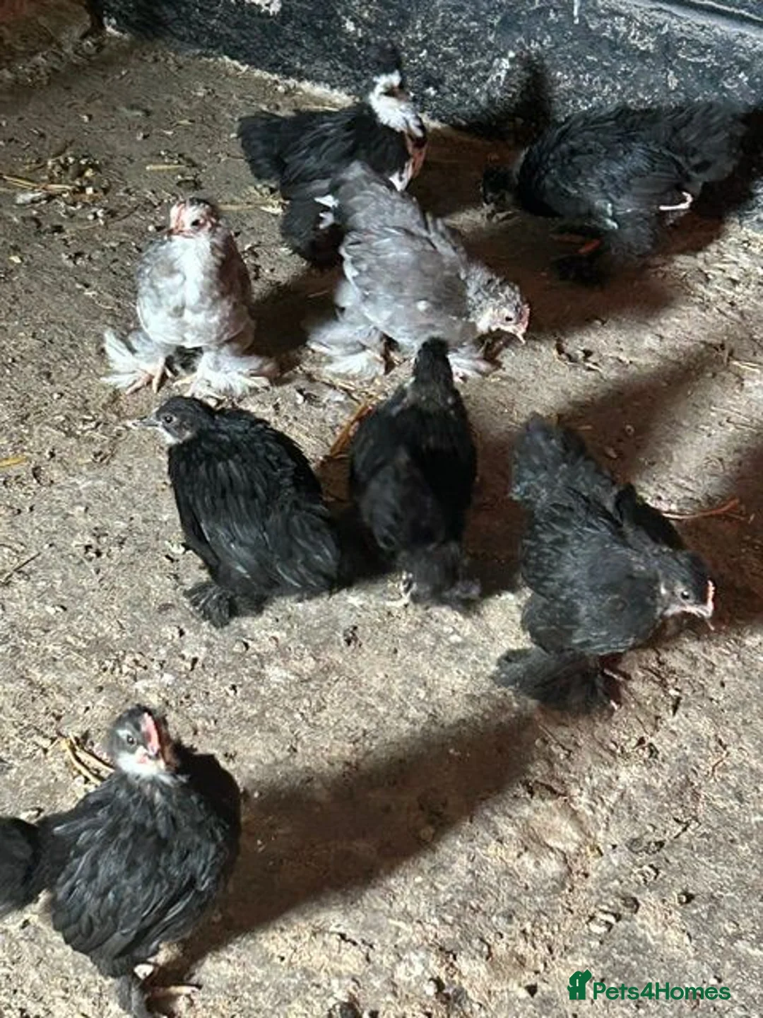 Chickens poultry for sale: Pekins For Sale - Advert 2