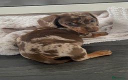 Miniature Dachshund dogs for sale: Dapple miniature dachshund  - Image 4