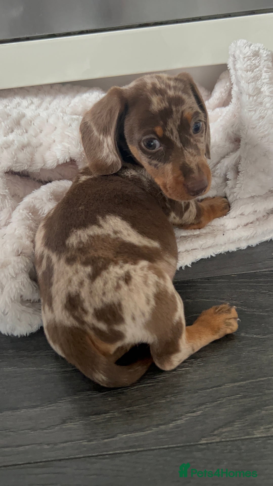 Miniature Dachshund dogs for sale: Dapple miniature dachshund  - Image 4