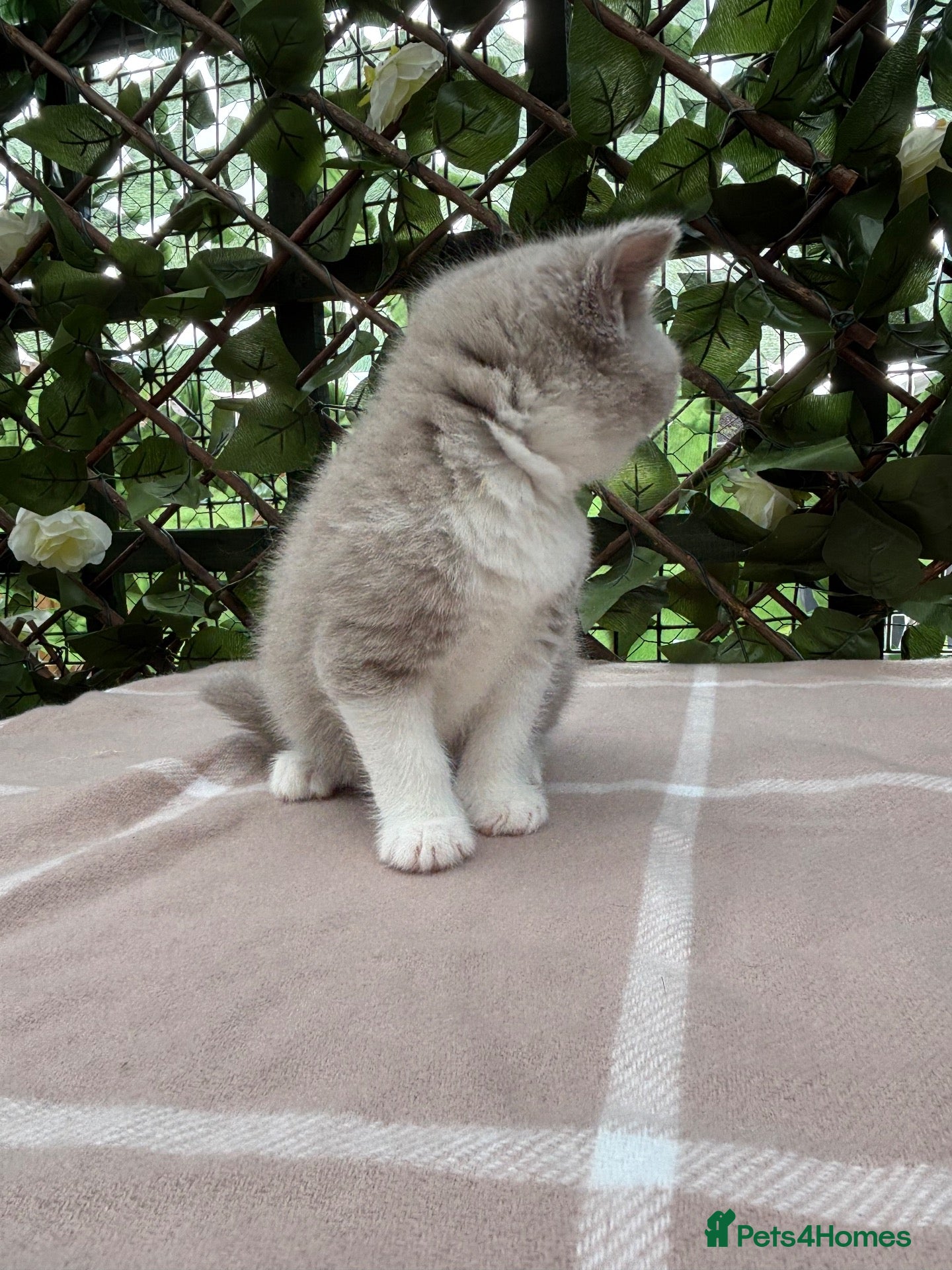 British Shorthair cats Lilac bi British shorthairs  - Advert 2