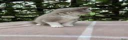 British Shorthair cats for sale: Lilac bi British shorthairs  - Advert 1
