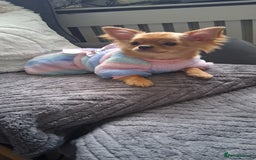 Chihuahua dogs for sale: Stunning Babies looking for their forever 5* homes - Image 18