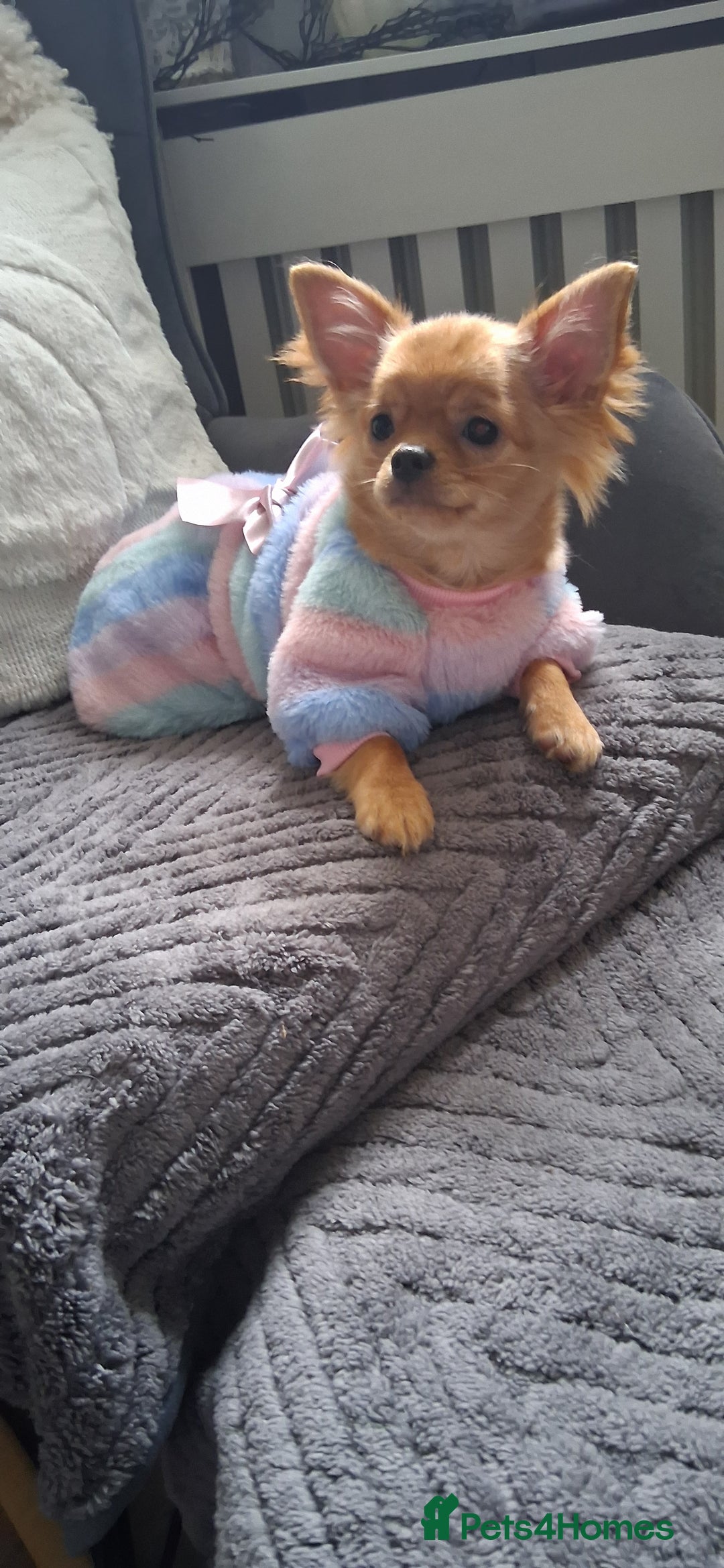 Chihuahua dogs for sale: Stunning Babies looking for their forever 5* homes - Image 18