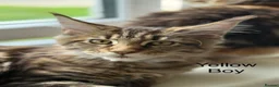 Maine Coon cats for sale: Stunning Maine Coon Kittens Looking for 5⭐️ Homes - Advert 6