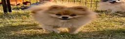 Pomeranian dogs for adoption: 🐾 Ulya – Female Pom Looking for a Forever Home 🐾 - Advert 1