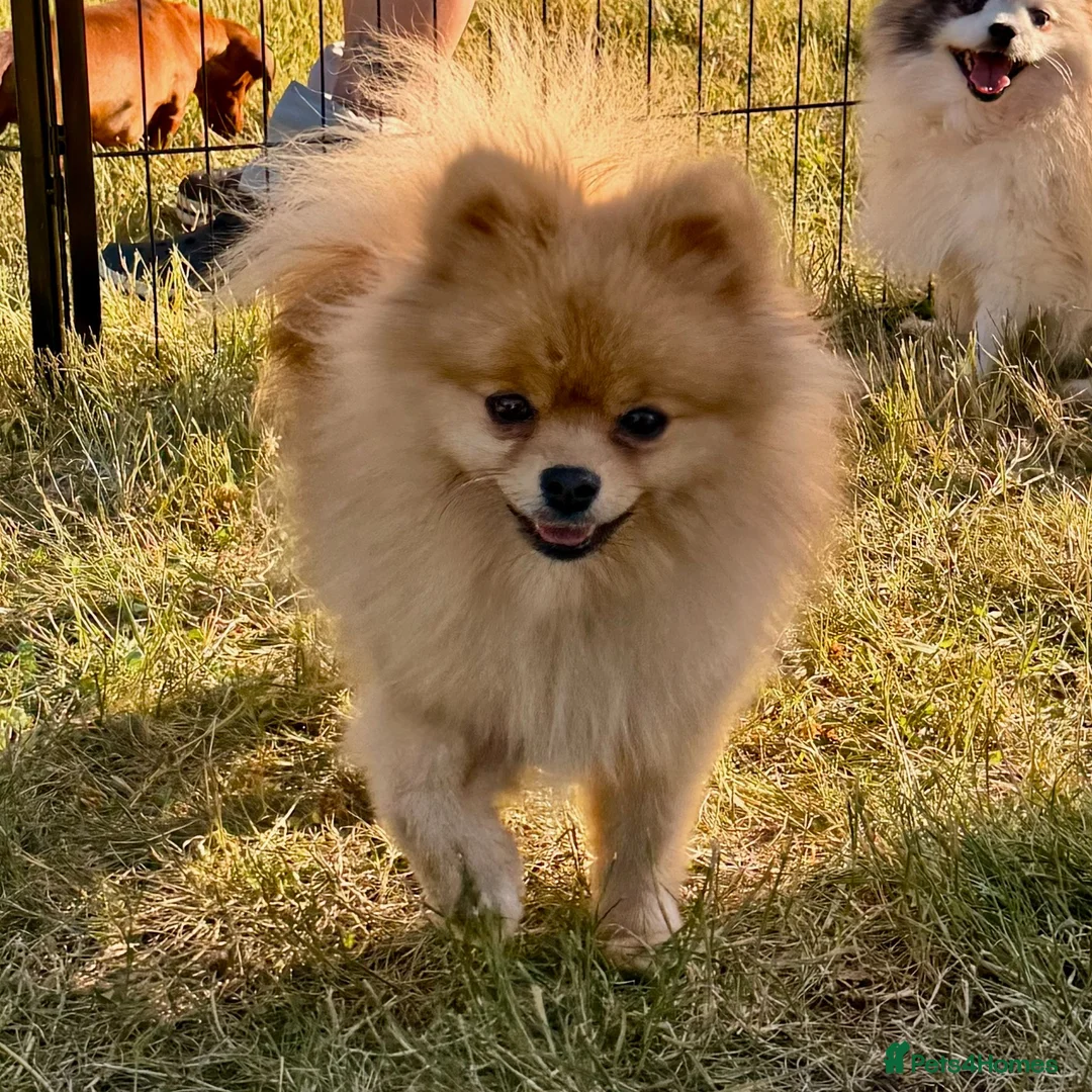 Pomeranian dogs for adoption: 🐾 Ulya – Female Pom Looking for a Forever Home 🐾 - Advert 1